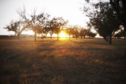 sunset in West texas - The Ranch at Dove Tree