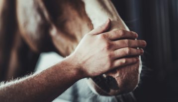 closeup of man's hand on brown and white horse's nose - equine therapy