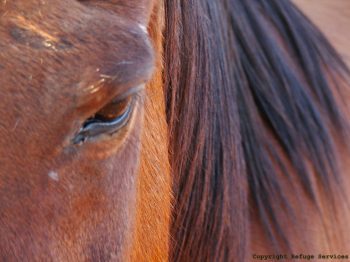 closeup of beautiful brown horse's face and eye
