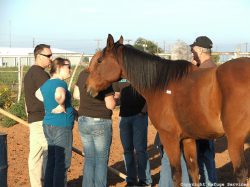 holistic, people gathered around beautiful brown horse - equine therapy