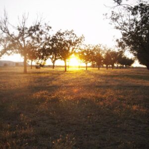 The Ranch at Dove Tree - Lubbock, Texas addiction treatment center - Texas drug and alcohol rehab facility