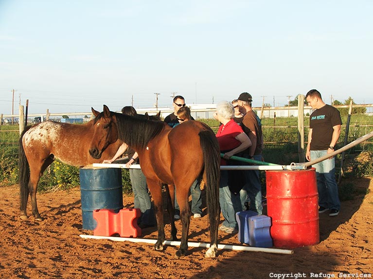 horse refuge services